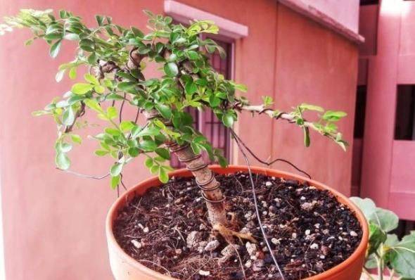 Plantation plantation technology