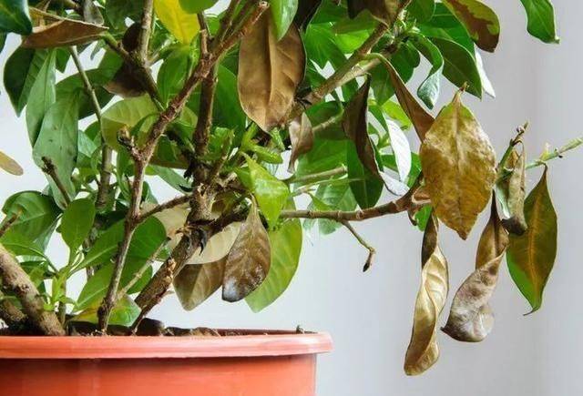 Plantation plantation technology