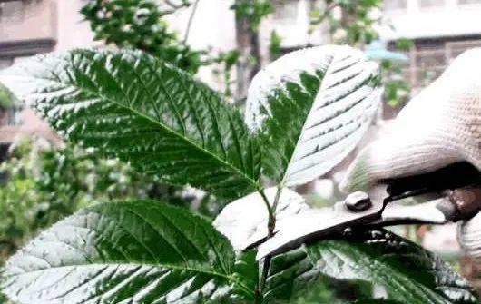 Plantation plantation technology
