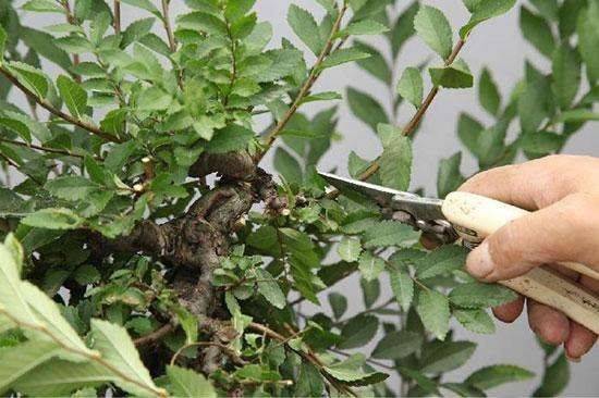 Plantation plantation technology