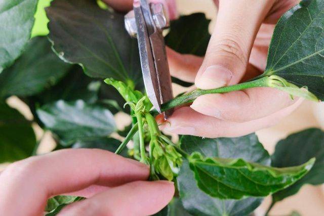 Plantation plantation technology