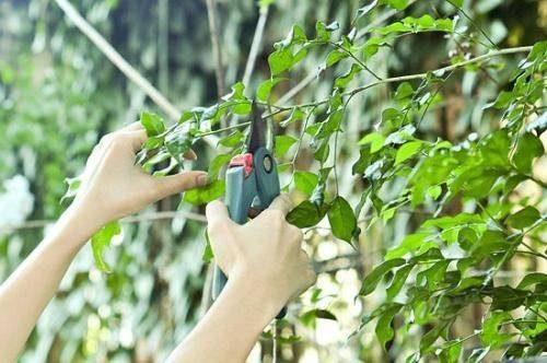 Plantation plantation technology