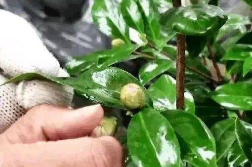 Plantation plantation technology