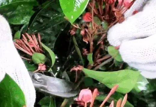 Plantation plantation technology