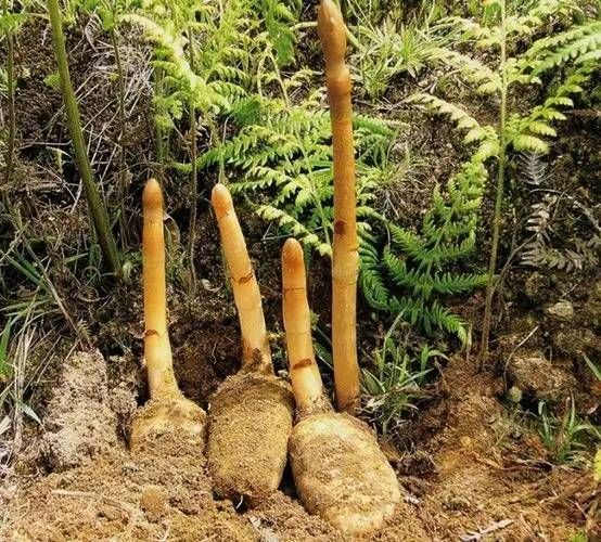 天麻最新种植技术