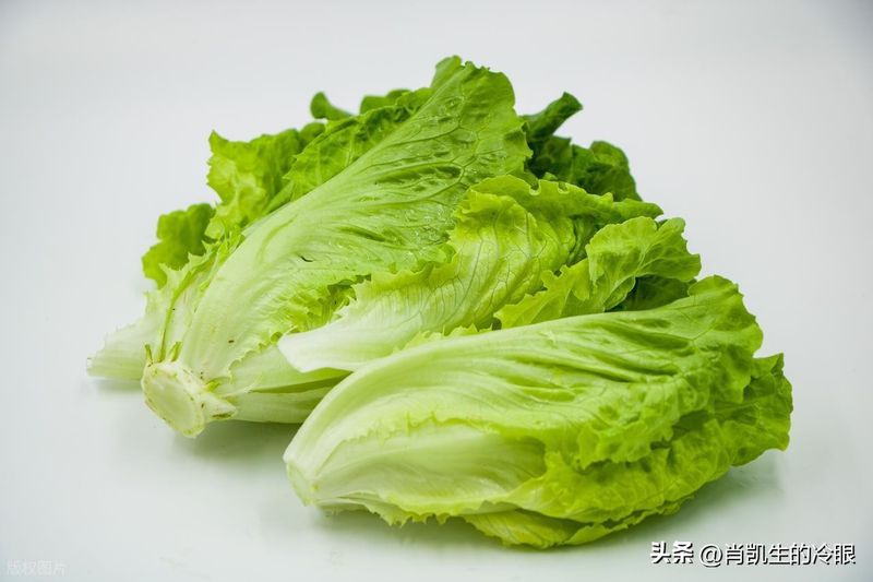 生菜的种植方法和时间