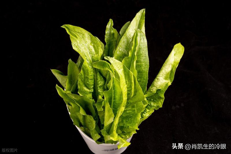 生菜的种植方法和时间