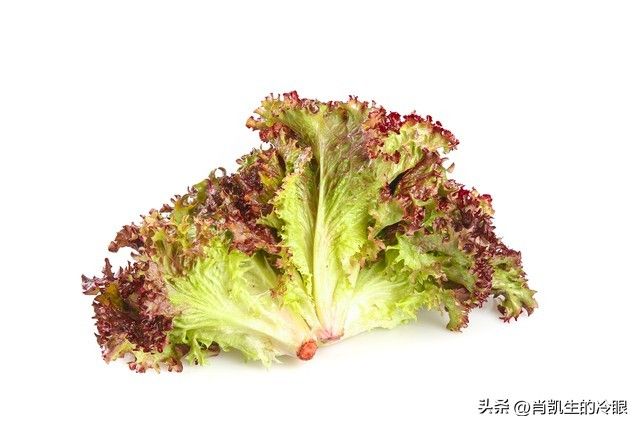生菜的种植方法和时间