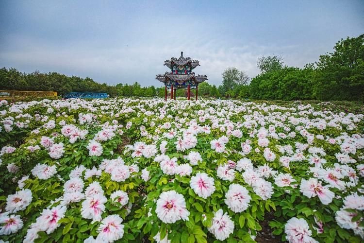 牡丹种植技术