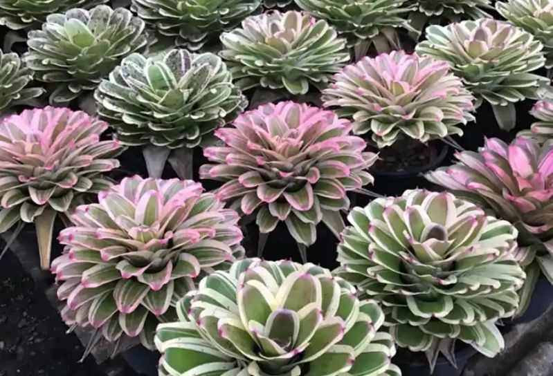 热带雨林植物特点
