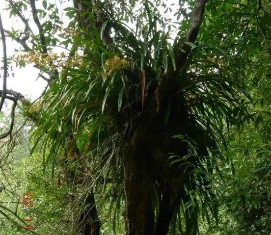 热带雨林植物特点