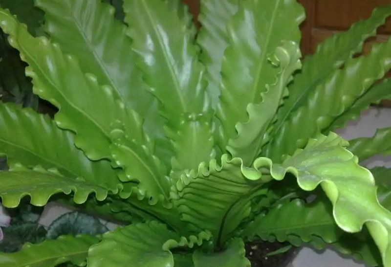 热带雨林植物特点