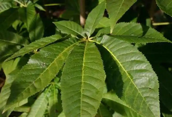 热带雨林植物特点
