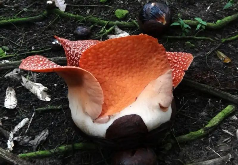 热带雨林植物特点