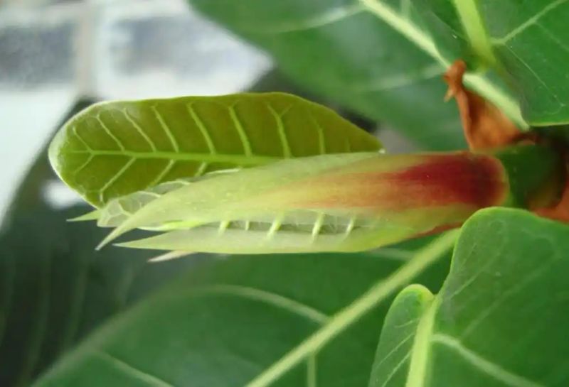 热带雨林植物特点