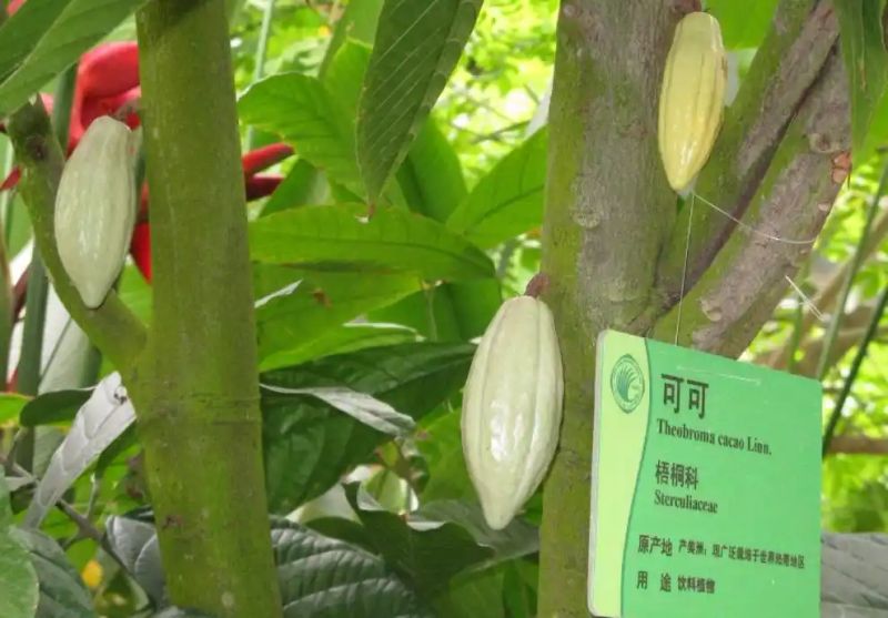 热带雨林植物特点