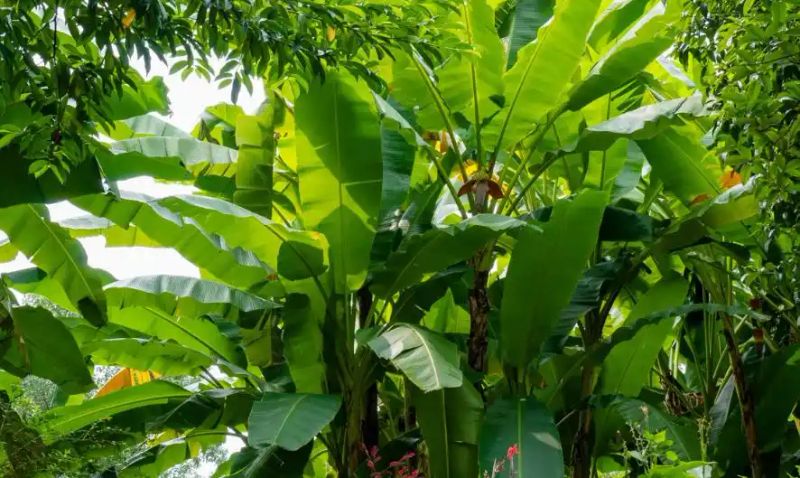 热带雨林植物特点