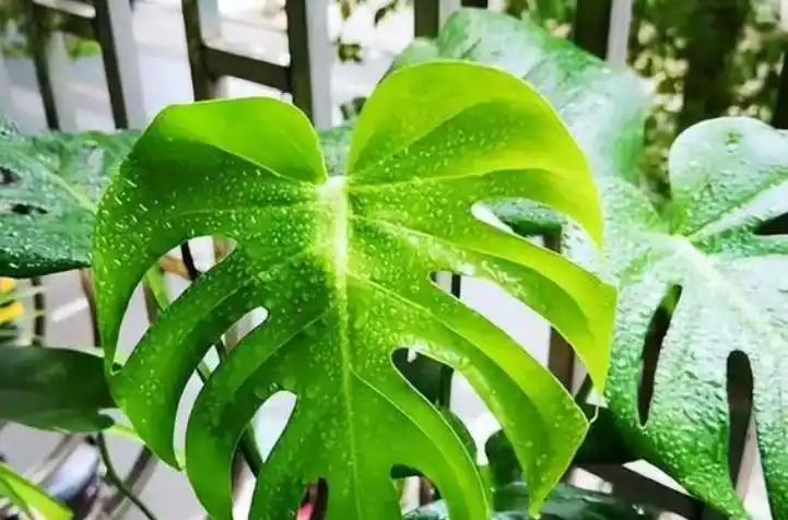 热带雨林植物特点