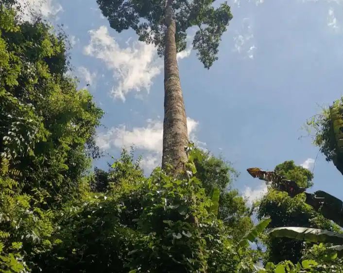 热带雨林植物特点