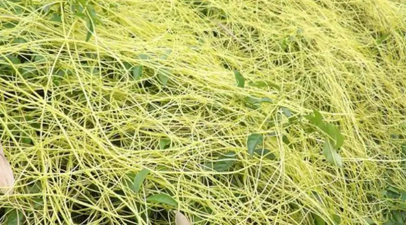 热带雨林植物特点