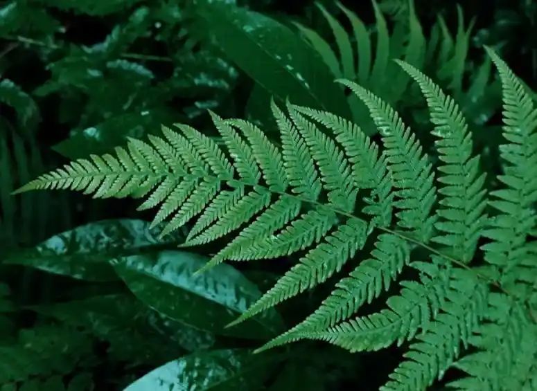 热带雨林植物特点
