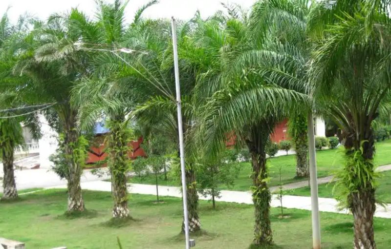 热带雨林植物特点