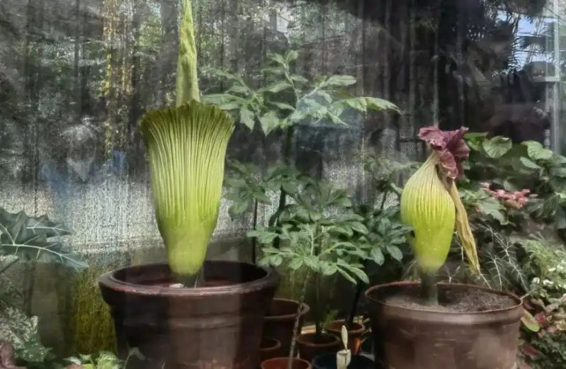 热带雨林植物特点