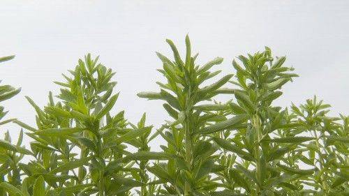 甜叶菊种植技术