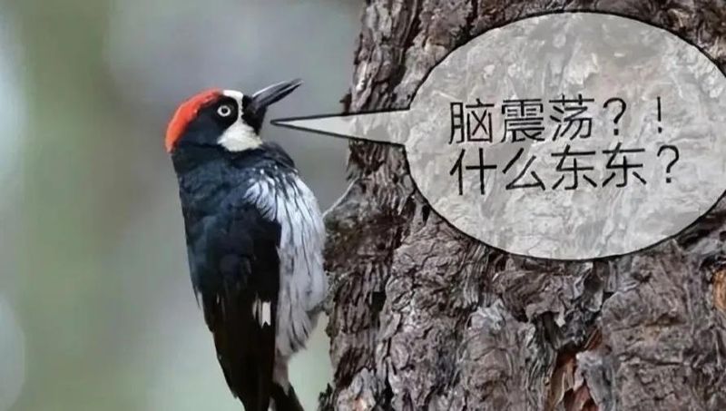 哪些是益鸟,有什么作用和特点