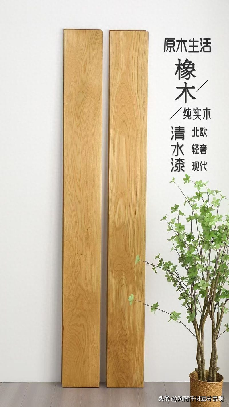 进口榉木价格