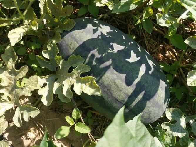 Coin melon planting techniques