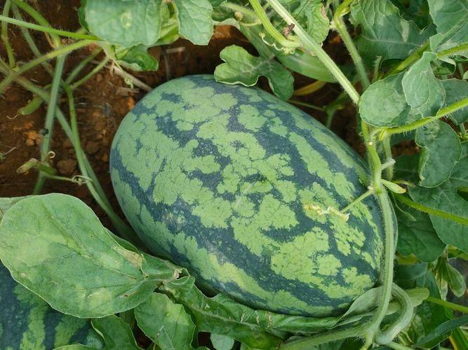 Coin melon planting techniques
