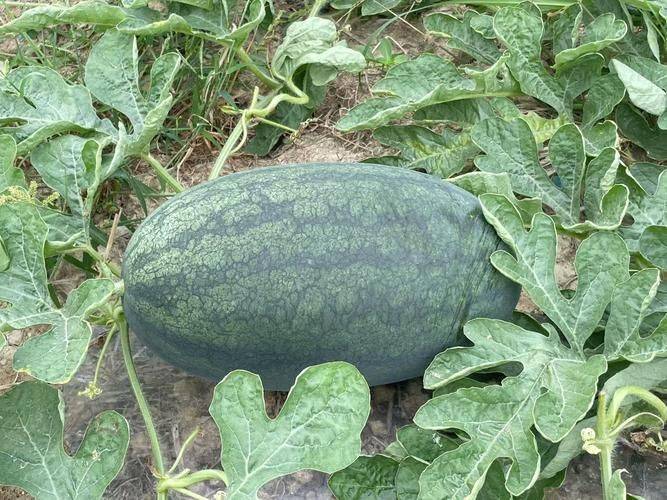 Coin melon planting techniques