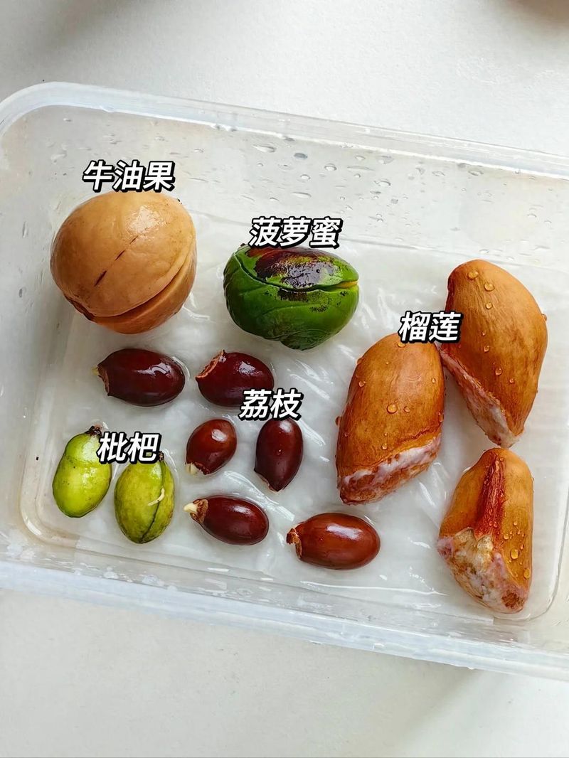 菠萝蜜种植方法