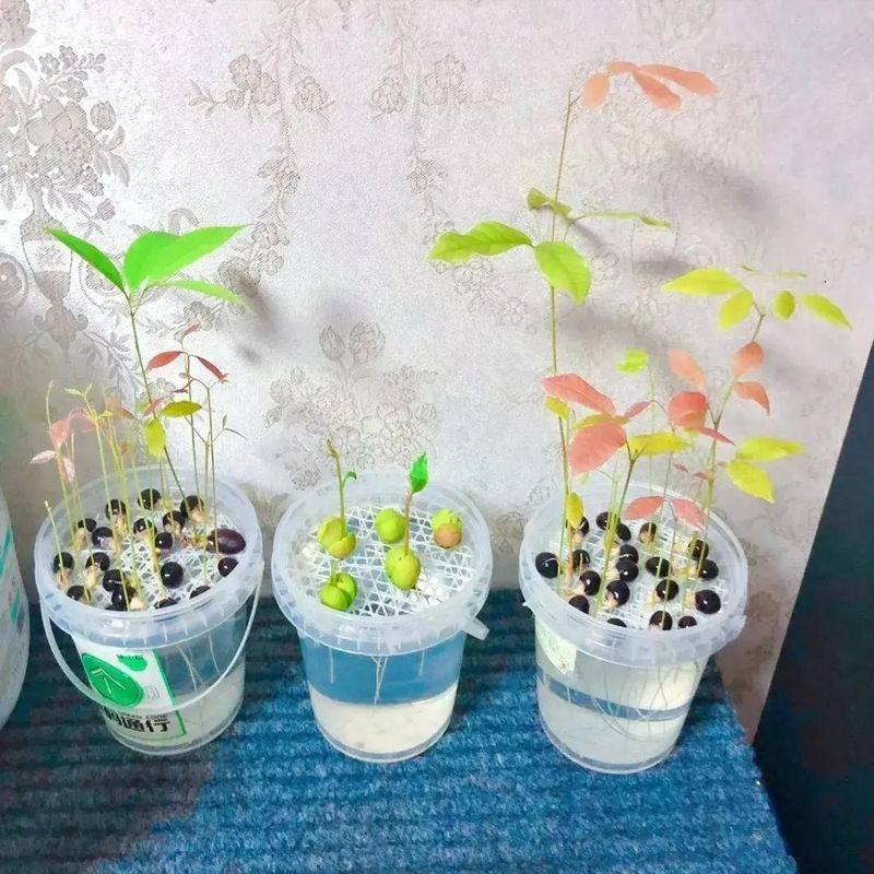 菠萝蜜种植方法