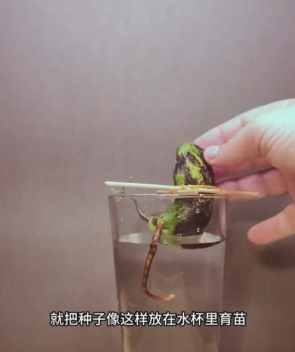 菠萝蜜种植方法