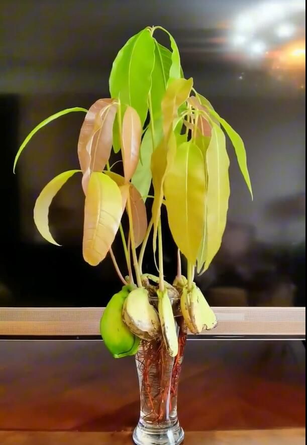 菠萝蜜种植方法