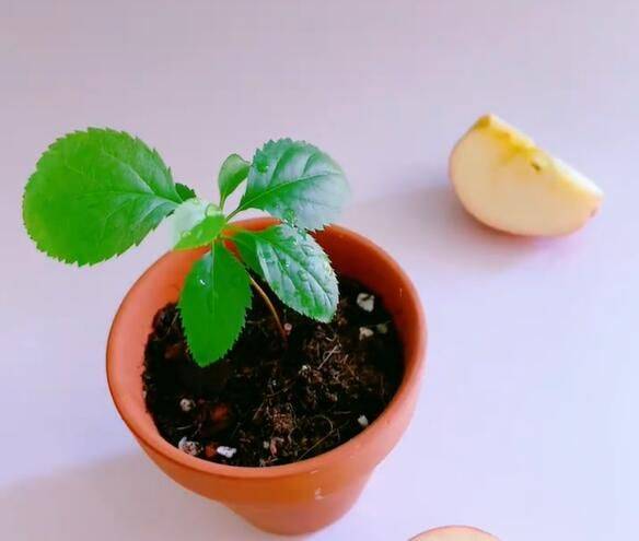 菠萝蜜种植方法