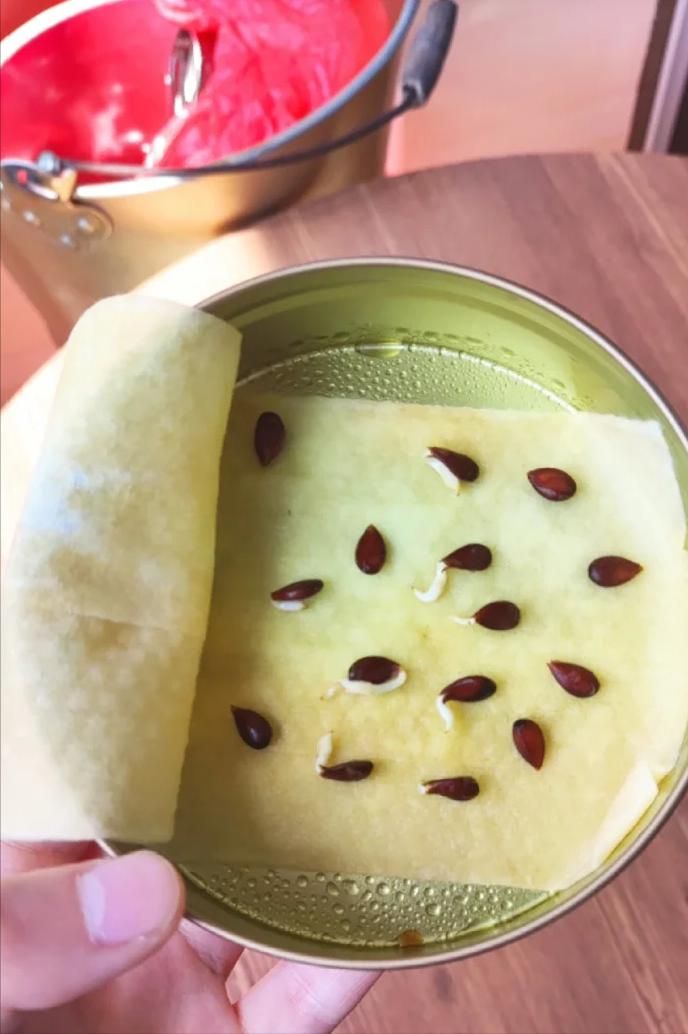 菠萝蜜种植方法