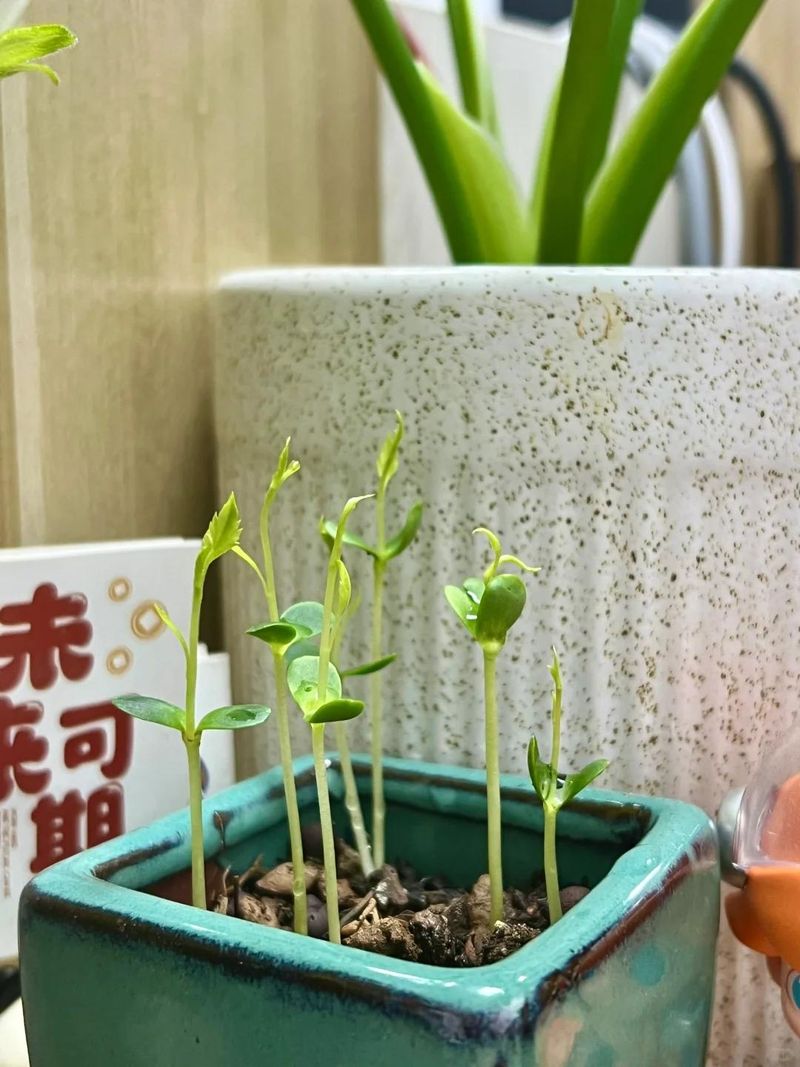 菠萝蜜种植方法
