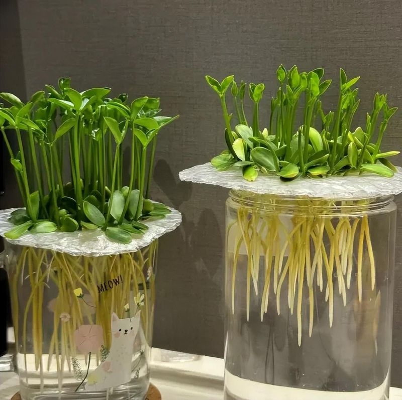 菠萝蜜种植方法
