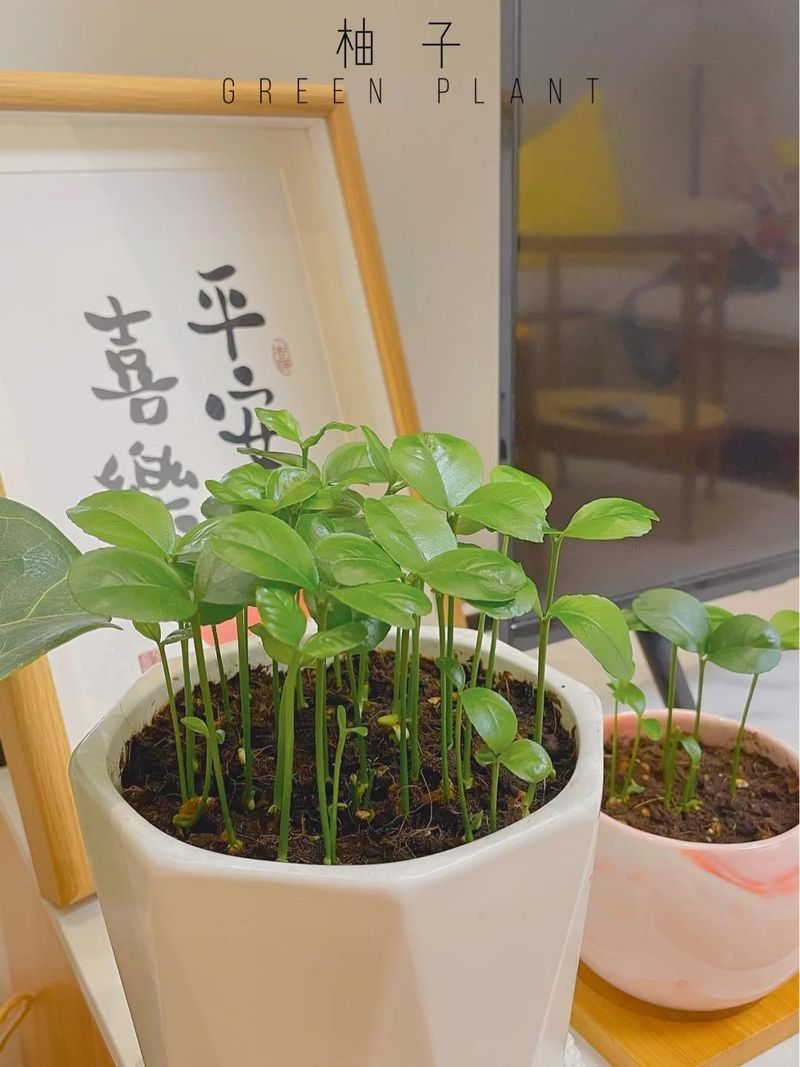 菠萝蜜种植方法