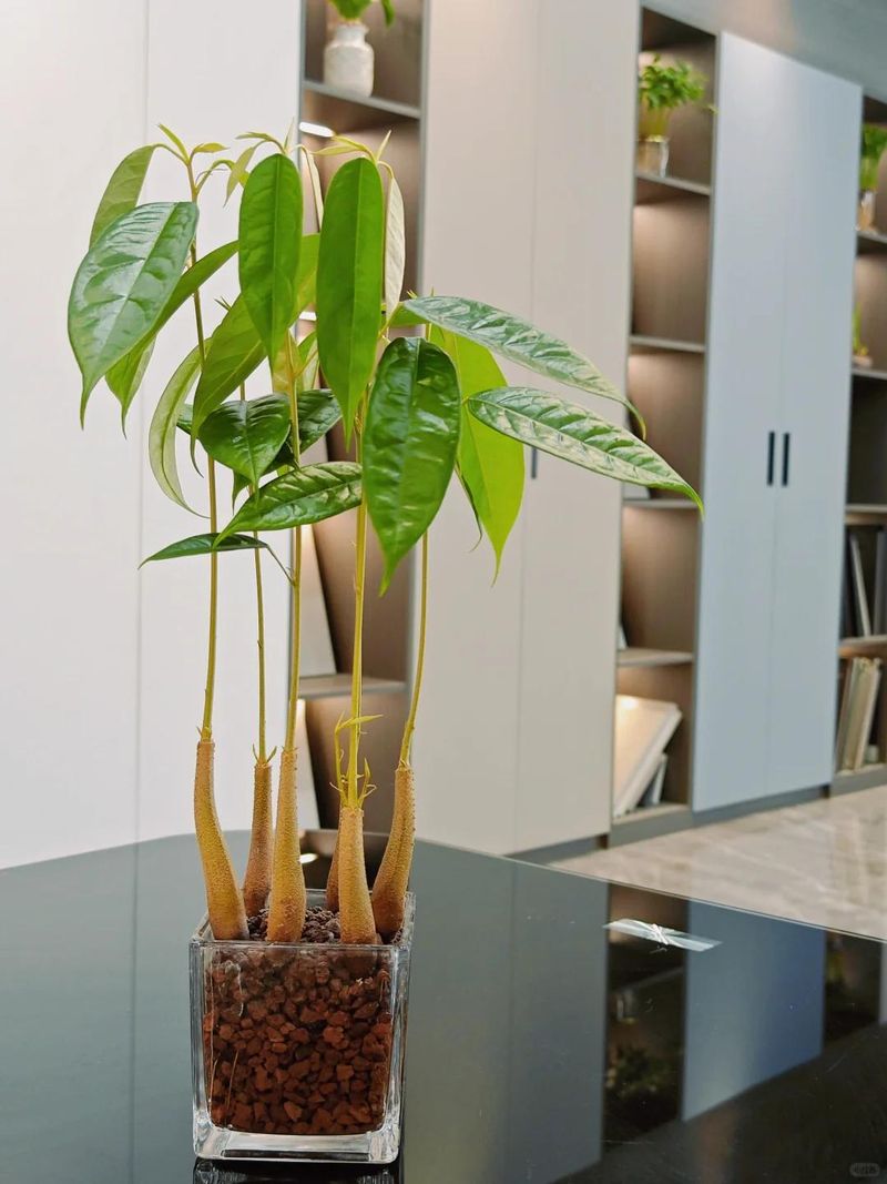 菠萝蜜种植方法