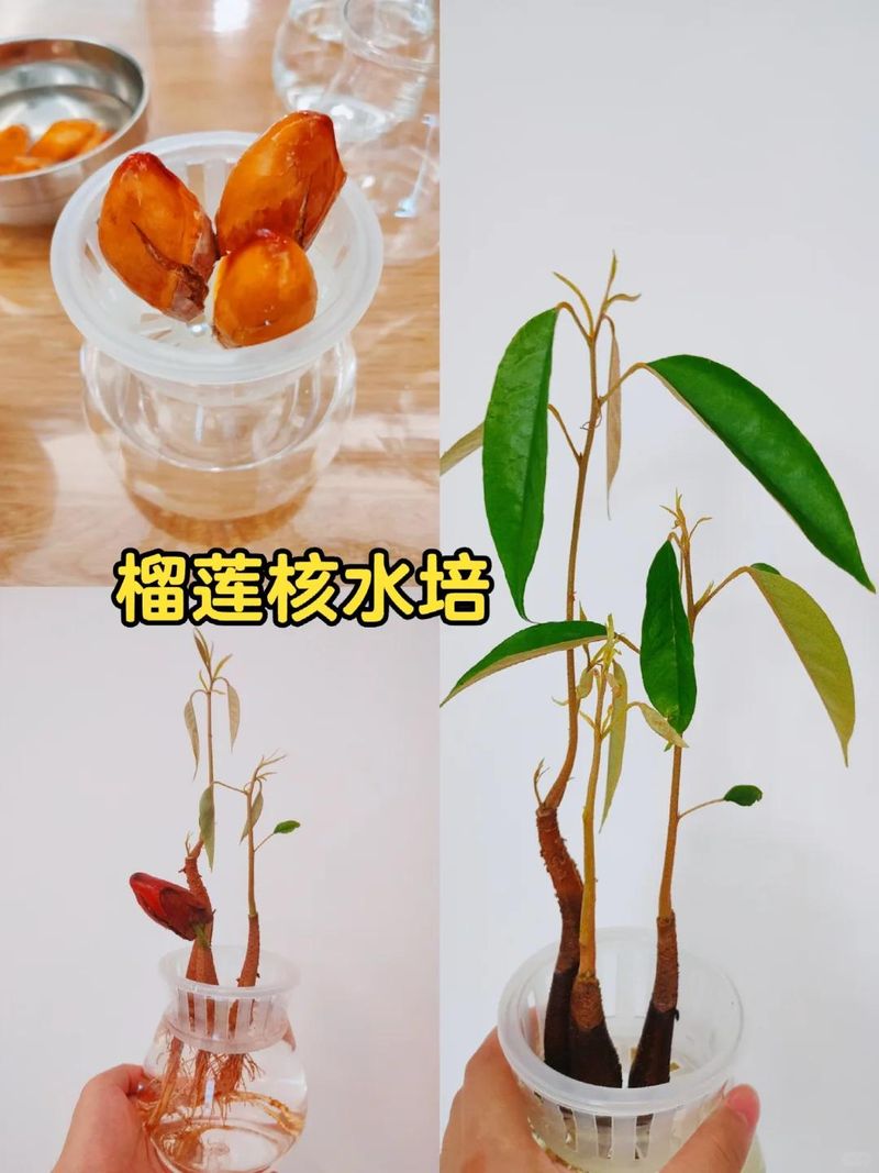 菠萝蜜种植方法