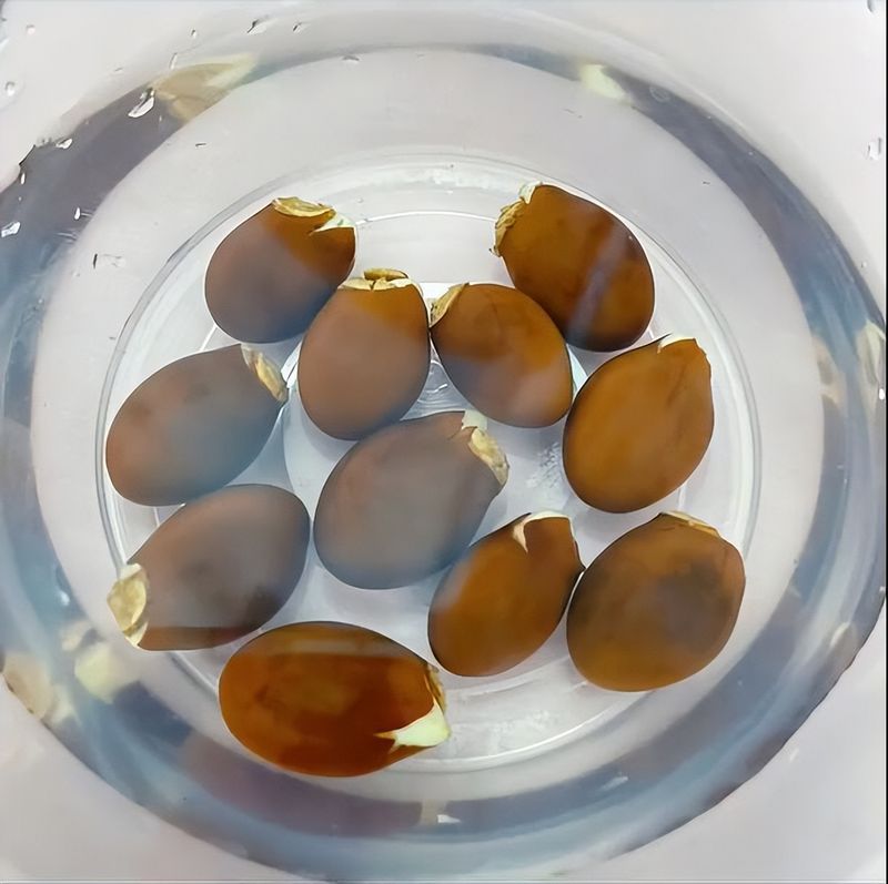 菠萝蜜种植方法
