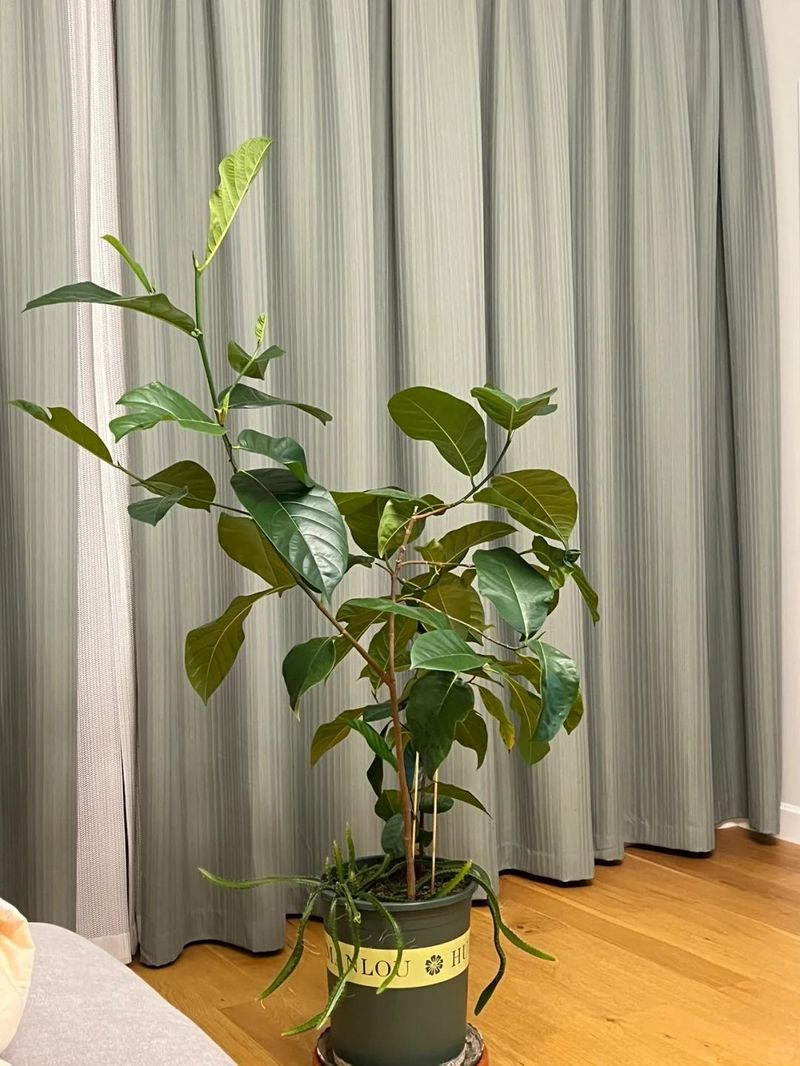 菠萝蜜种植方法