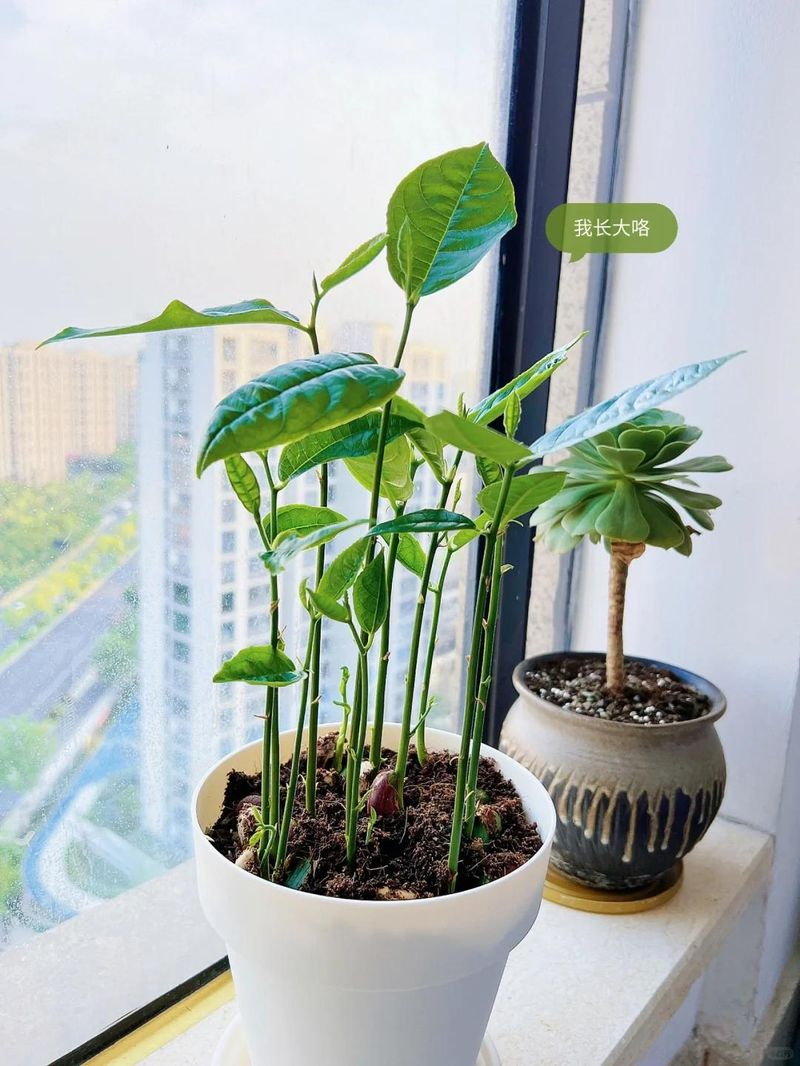 菠萝蜜种植方法