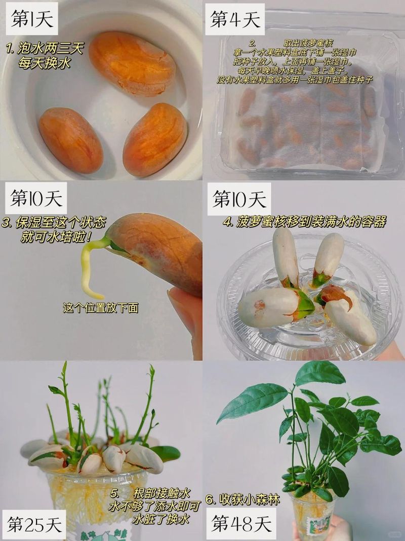 菠萝蜜种植方法