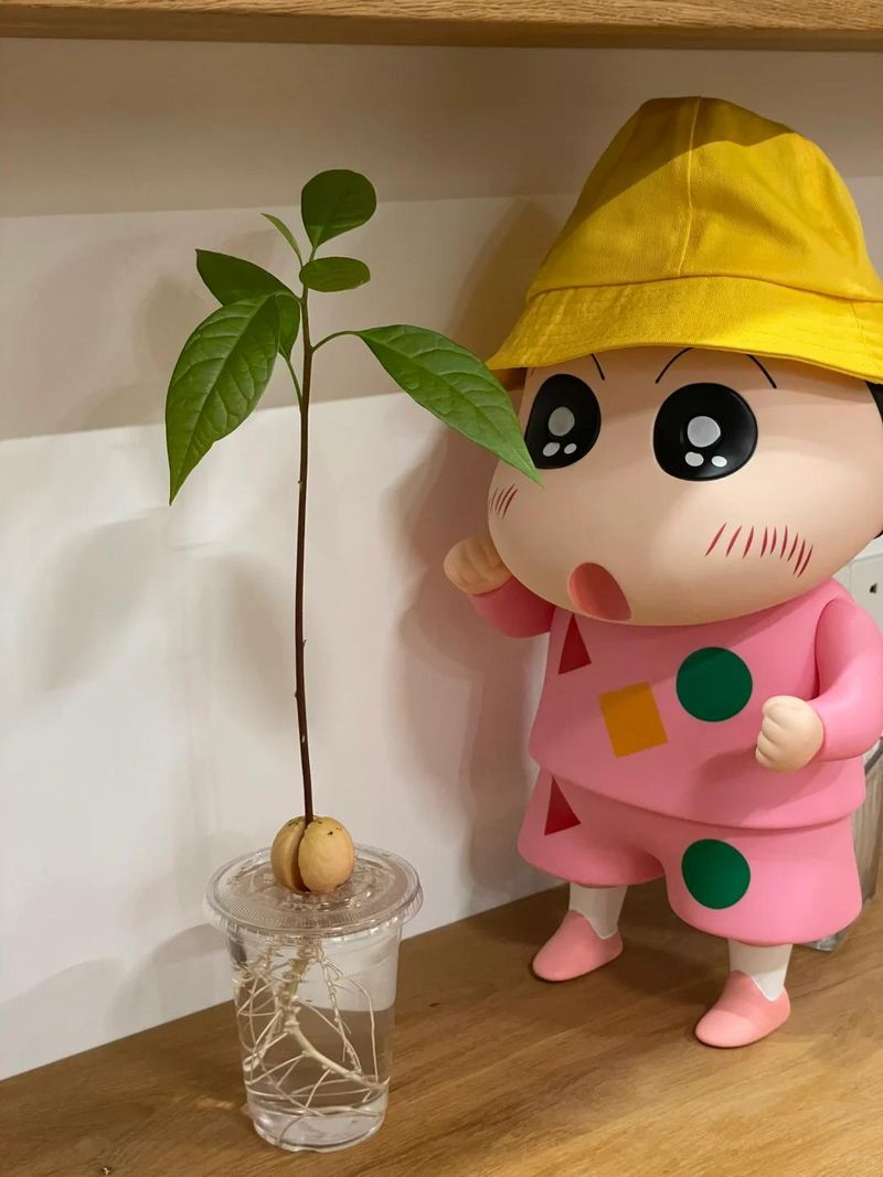 菠萝蜜种植方法