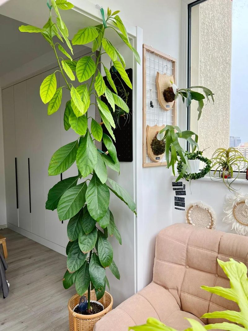 菠萝蜜种植方法